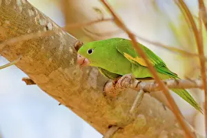Chevroned: Yellow-chevroned Parakeet