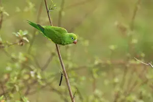 Chevroned: Yellow-chevroned Parakeet