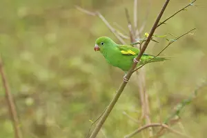 Chevroned: Yellow-chevroned Parakeet