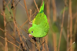 Chevroned: Yellow-chevroned Parakeet / Chiriri Parakeet -