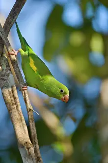 Chevroned: Yellow-chevroned Parakeet / Chiriri Parakeet -