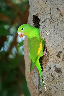 Chevroned: Yellow-chevroned Parakeet / Chiriri Parakeet -