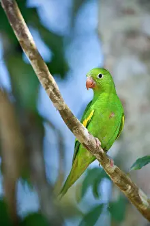 Chevroned: Yellow-chevroned Parakeet / Chiriri Parakeet -