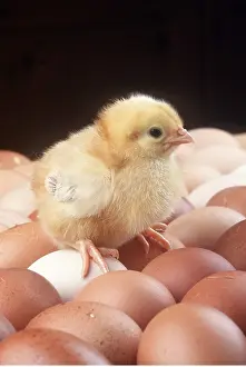 Poultry: YELLOW CHICK - on eggs