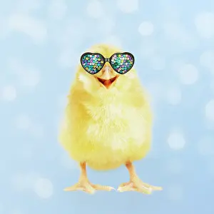 Everyday: Yellow chick wearing heart shaped sunglasses