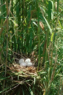 Bitterns: Yellow / Chinese Bittern - eggs in nest