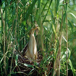 Bitterns: Yellow / Chinese Bittern - in nest