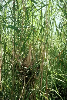 Bitterns: Yellow / Chinese Bittern - in nest - distant view