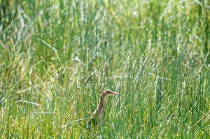 D. W. Greenslade: Yellow / Chinese Bittern - Seychelles