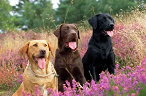 Heathers: Yellow Chocolate & Black Labrador Dogs