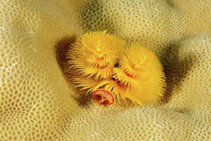 Worm: Yellow Christmas tree worm (Spirobranchus giganteus)