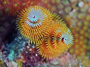Worm: Yellow christmas tree worm (Spirobranchus giganteus)