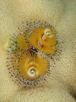 Worm: Yellow christmas tree worm (Spirobranchus giganteus)