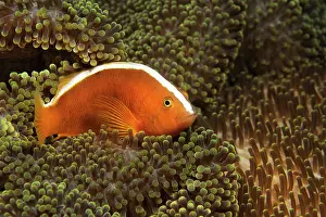 Cebu: Yellow Clownfish