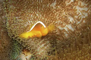 Cebu: Yellow Clownfish