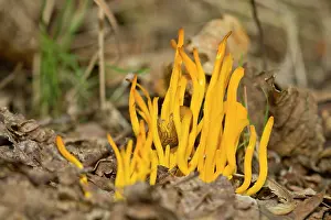 Club: Yellow Club Fungus