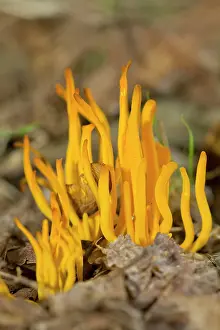 Club: Yellow Club Fungus
