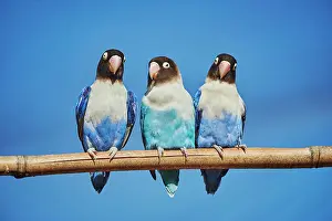 Collared: Three Yellow-collared lovebirds (Agapornis personatus)