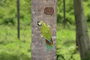 Mini: Yellow-collared Macaw