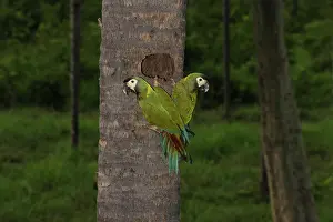 Mini: Yellow-collared macaws