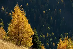 Larix: Yellow colored larches (Larix decidua) in autumn