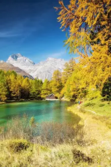 Canton: Yellow-coloured larches in autumn at Lake Palpuogna
