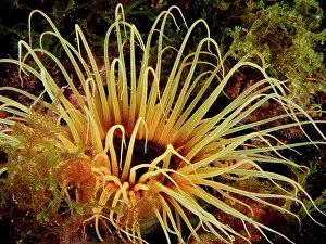 Roses: Yellow coloured tube anemone (Cerianthus membranaceus)