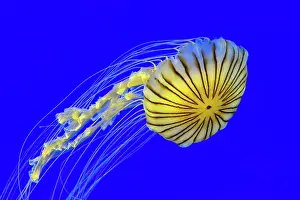 Chrysaora: Yellow compass jellyfish (Chrysaora hysoscella)