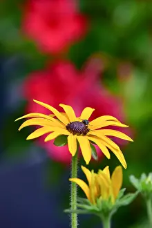 Asterales: The yellow coneflower (Echinacea paradoxa), yellow