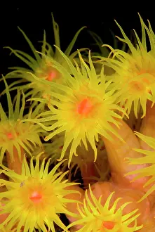 Straits: Yellow Coral polyps