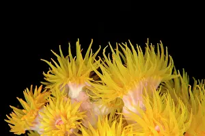 Polyps: Yellow Coral Polyps Baleh Slope dive site, Gili