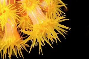 Polyps: Yellow Coral Polyps Baleh Slope dive site, Gili