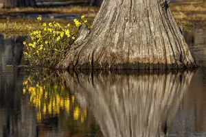 Conifer: Yellow coreopsis flowers, bald cypress trees in southern