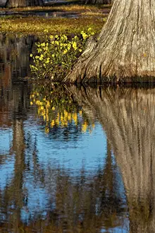 Conifer: Yellow coreopsis flowers, bald cypress trees in southern
