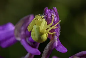 Morio: Yellow Crab Spider, Misumena, on Green-winged orchid