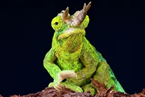 Jacksonii: yellow-crested Jackson's chameleon (Trioceros jacksonii
