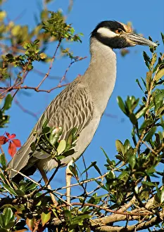 Violacea: Yellow Crown Night Heron