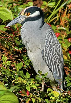 Violacea: Yellow Crown Night Heron