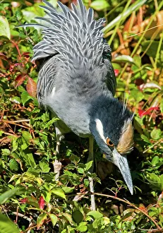 Violacea: Yellow Crown Night Heron