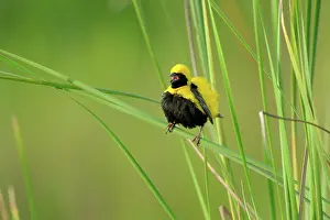 Riverine: Yellow-crowned Bishop
