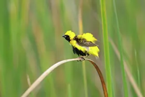 Riverine: Yellow-crowned Bishop