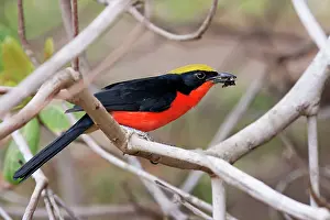 Laniarius: Yellow-crowned Gonolek / Common Gonolek