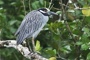 Nyctanassa: Yellow-crowned Night Heron