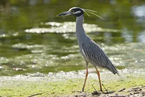Violacea: Yellow-crowned night heron