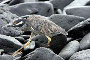 Violaceus: Yellow-crowned Night-Heron
