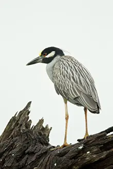 Violacea: Yellow-crowned Night Heron