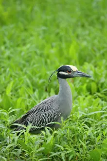 Violacea: Yellow-crowned Night Heron