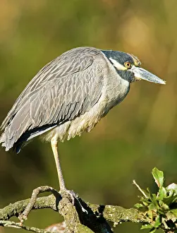 Violacea: Yellow Crowned Night Heron