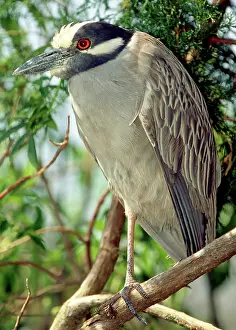 Violacea: Yellow Crowned Night Heron