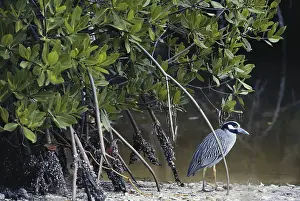 Violacea: Yellow-crowned Night Heron